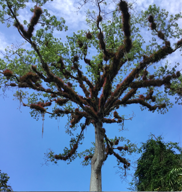 Tree of Life at Tikal